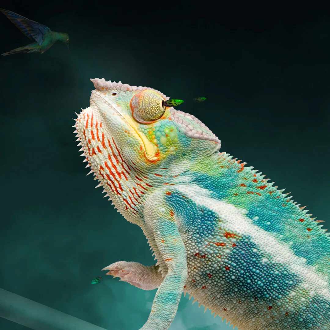 CHAMELEON ASCENDING - Image 2