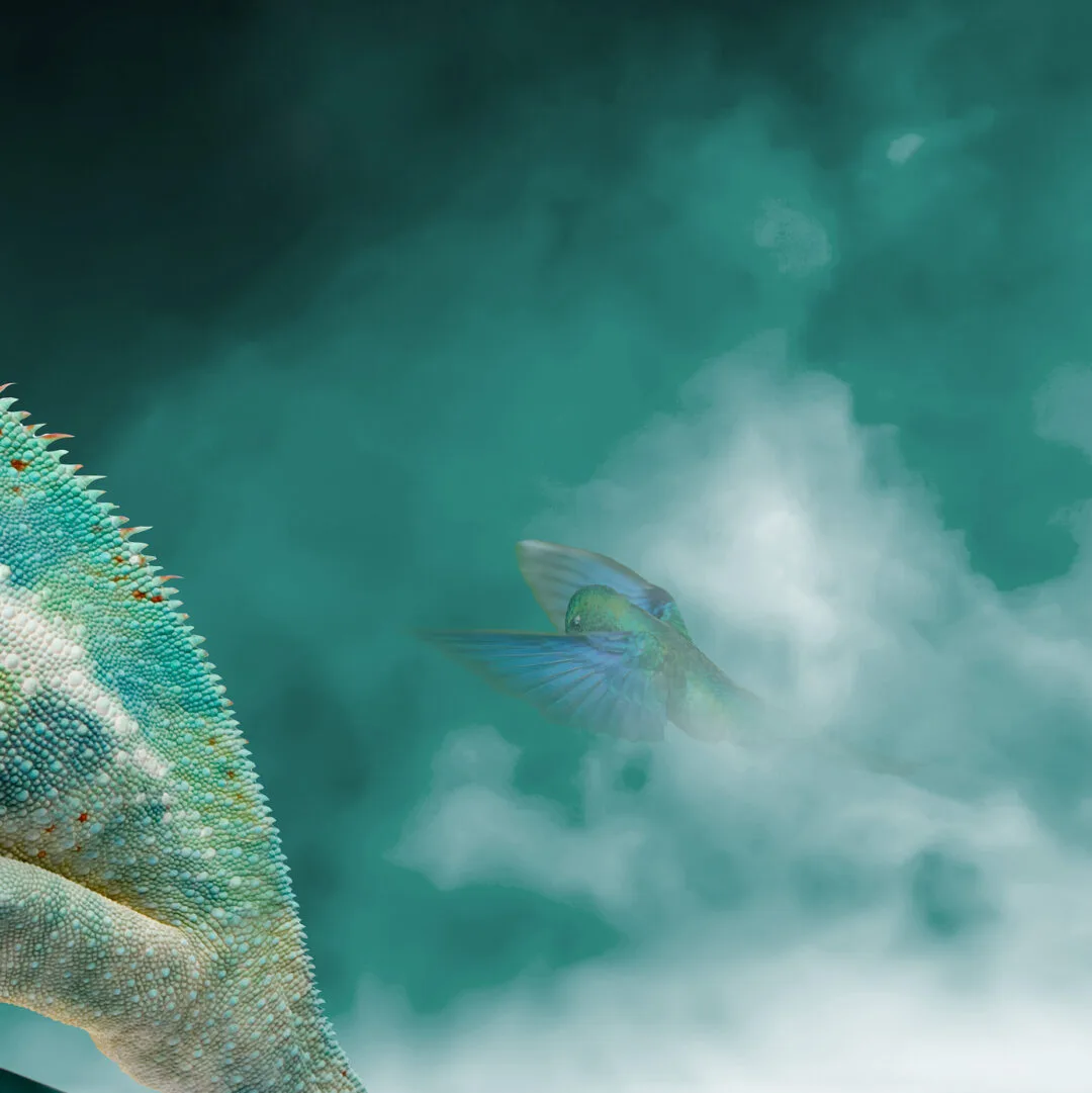 CHAMELEON ASCENDING - Image 4