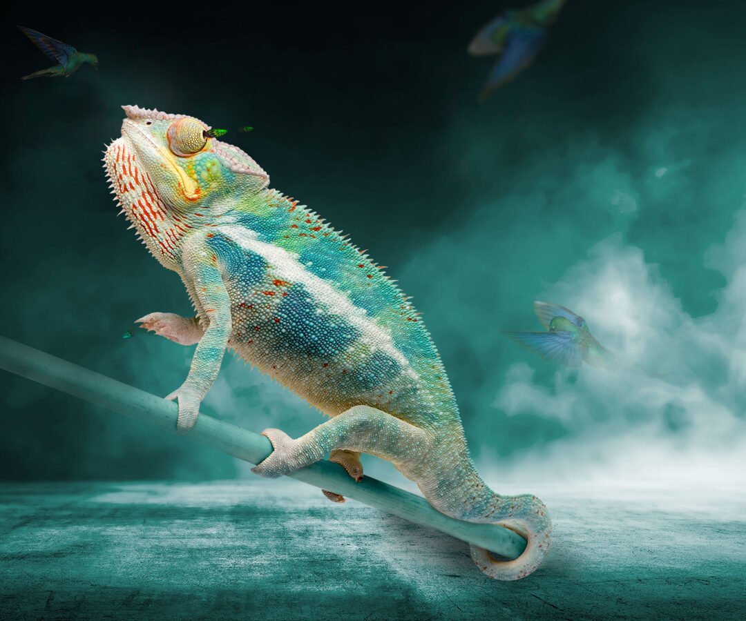CHAMELEON ASCENDING
